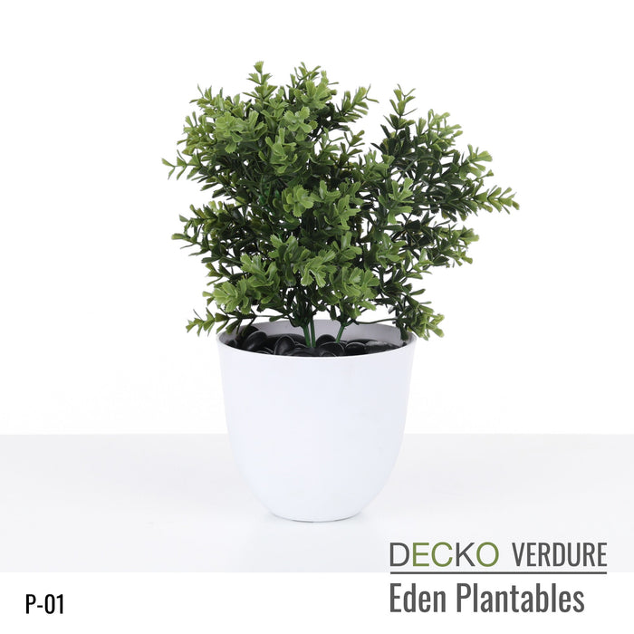 Wholesale: Box of DECKO Verdure Eden Plantables - JACINTA - FOB Shanghai. MOQ 1 Pallet = 90 boxes (Price/Box)