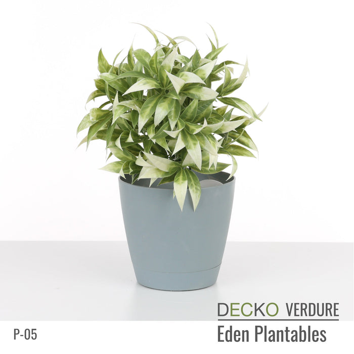 Wholesale: Box of DECKO Verdure Eden Plantables - MARIGOLD - FOB Shanghai. MOQ 1 Pallet = 90 boxes (Price/Box)